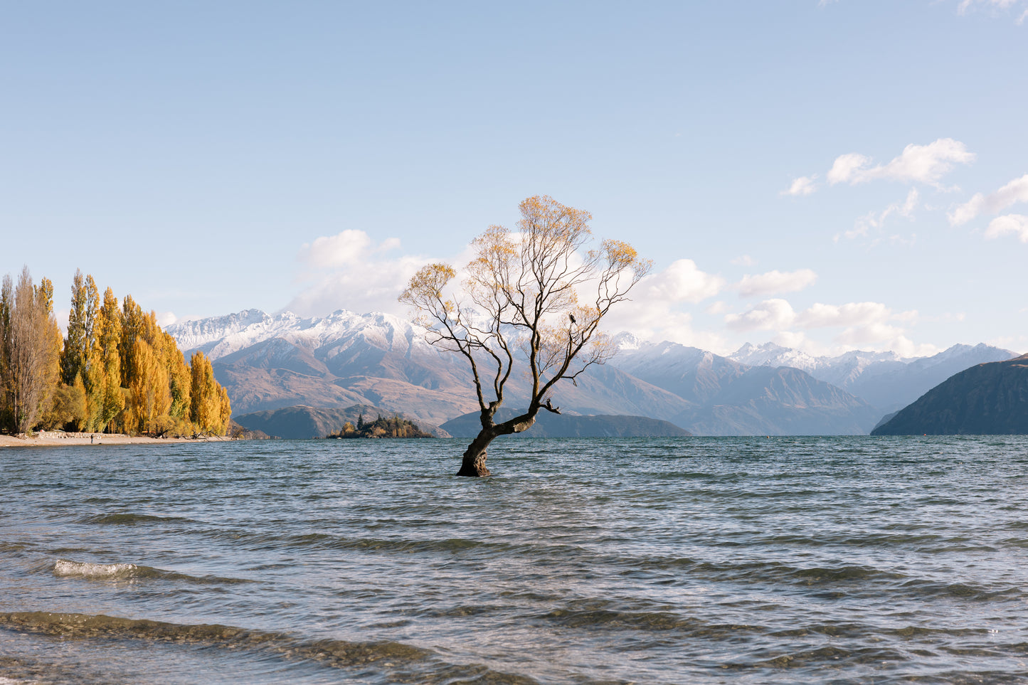 That Wānaka Tree