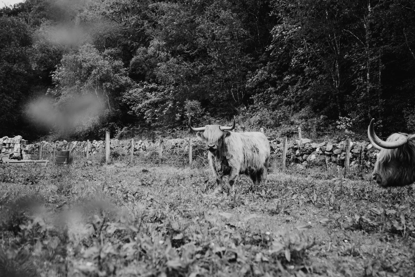 Highland Coo