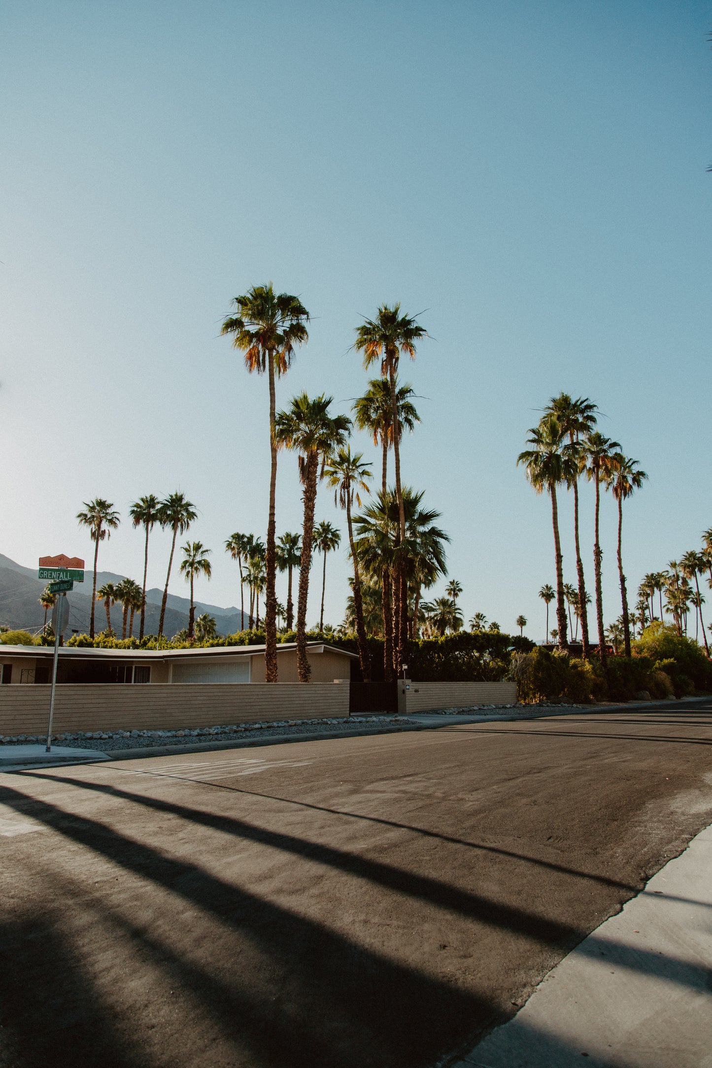 Californian Palms