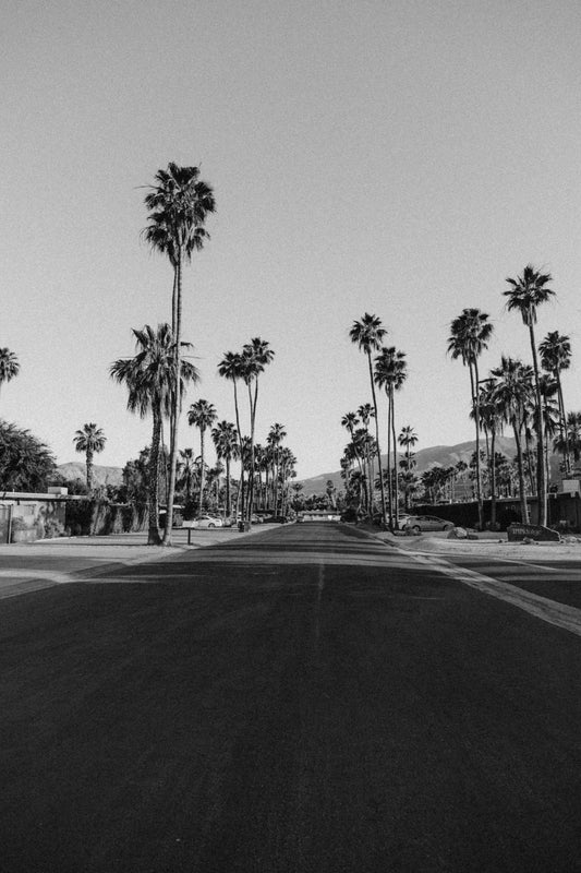 Palm Springs ~ B+W